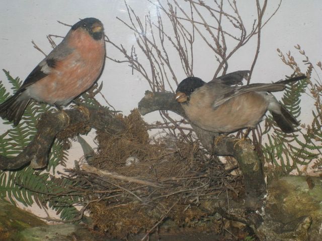 wardbullfinches2 [640x480].JPG